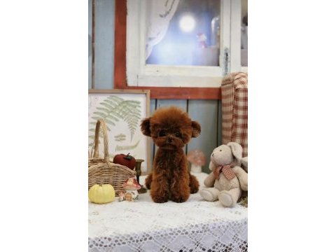 Neşe bebek poodle