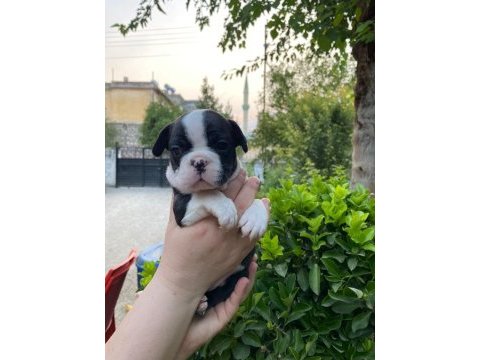 Rezeryeve açık dişi erkek french bulldog köpekler
