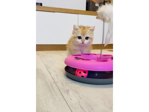 Safkan ny12 british shorthair