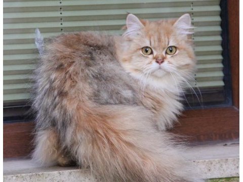 Aktif aslan yeleli oğlumuz yeni yuvasını arıyor