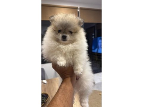 50 günlük pomeranian dişiler