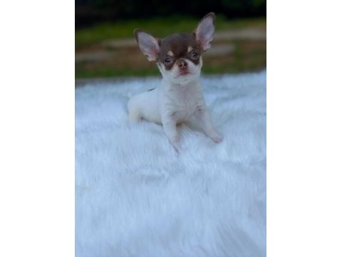 Dişi erkek elma kafa mini chihuahua bebeklerimiz