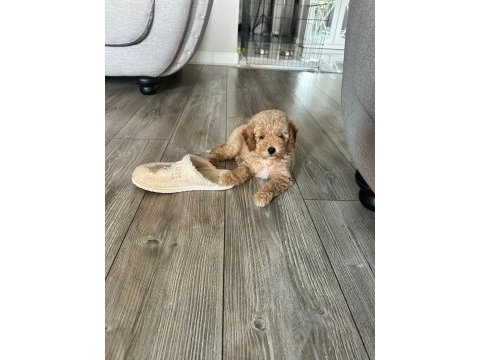 3 aylık yavru poodle