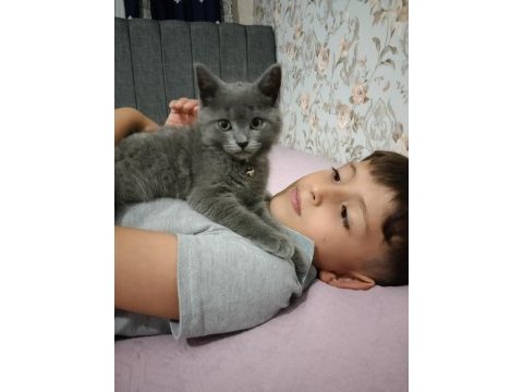 2 aylık british shorthair