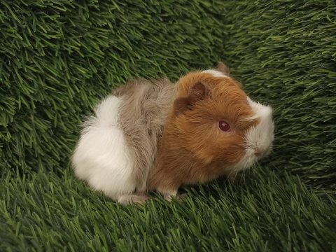 Guinea pig yavru aynı gün set halinde teslim edilir