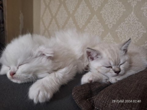 Lynx blue point british shorthair yavrular