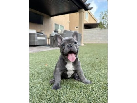 A kalite dişi erkek blue french bulldog yavrularımız