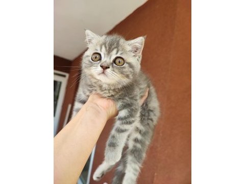 British longhair minişler yeni sahiplerini bekliyor