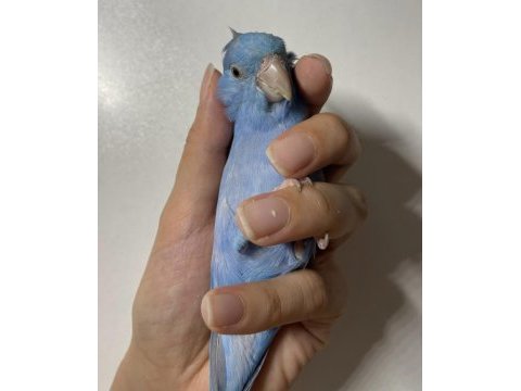 Ele alışkın 3 yaşında forpus papağanı