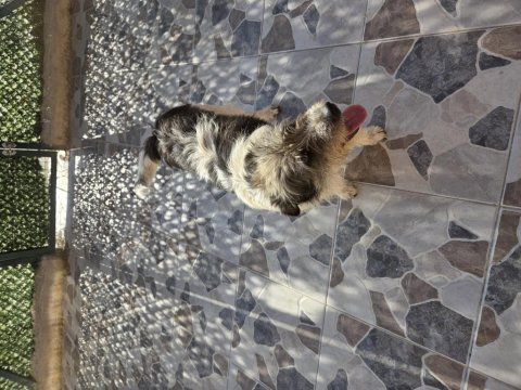 Barack terrier kırması 2 kardeş