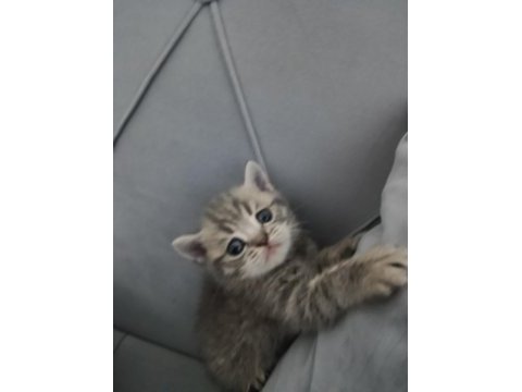 Scottish fold british