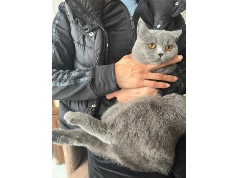 British shorthair kedimize acil yuva aranıyor