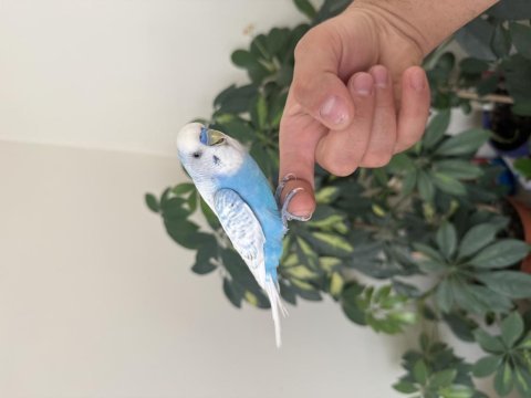 Konuşan muhabbet kuşu maviş 81 ile gönderim mevcut