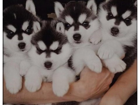 Husky yavrumu yeni yuvasını arıyor