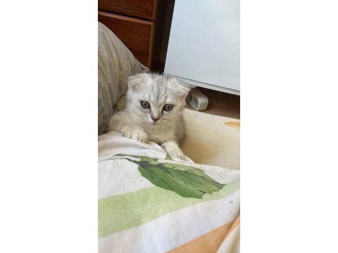 Antalya içi scottish fold sahiplendirme