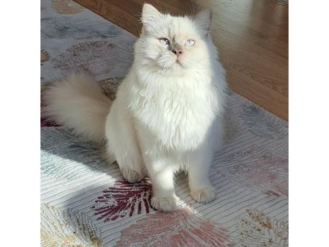 Scrli scottish longhair