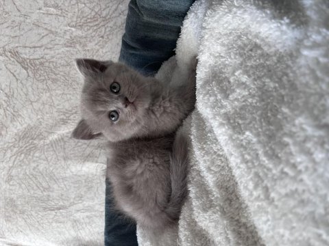 British shorthair yavrular