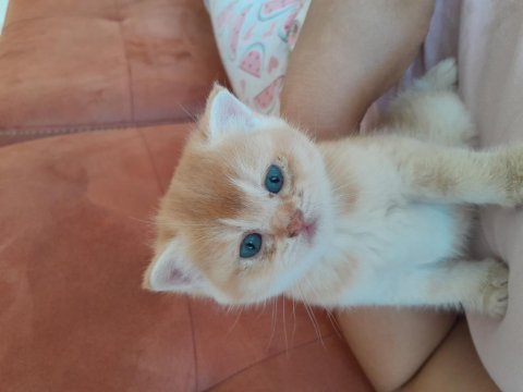 Sağlıklı ve kaliteli golden british shorthair bebekler