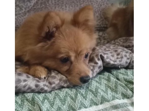 0 numara pomeranian spitz erkek ve dişi