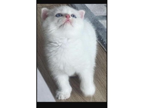 2 aylık scottish fold yavru kedimiz