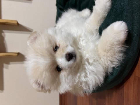 Ayı surat pomeranian boo