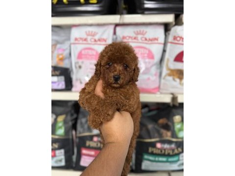 Kore kan poodle yavrularımız