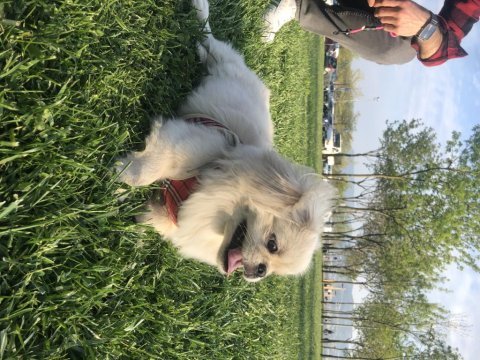 A kalite imperial pekines 1.sınıf