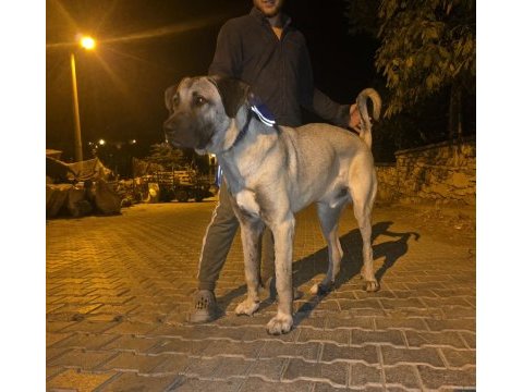 10 aylık erkek kangal çok kalite