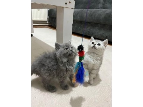 2 aylık 2 erkek ve 2 dişi kedimiz