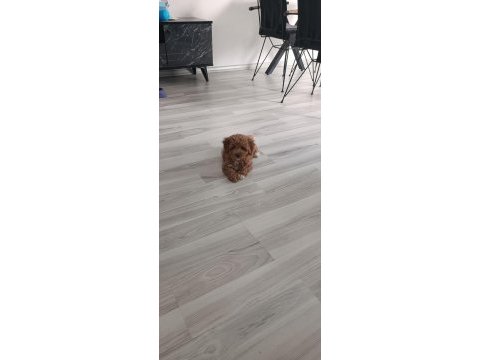 Safkan maltipoo bebek