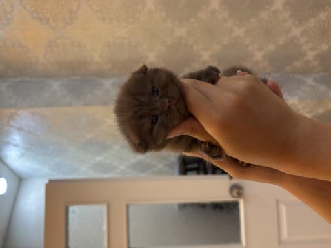British shorthair cinammon yavrular