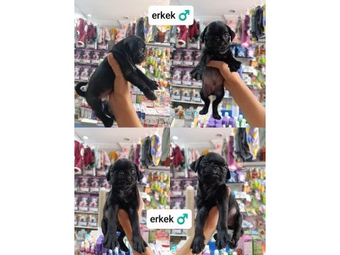 Teslime hazır 50 günlük 8 tane pug yavrular