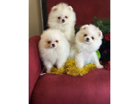Mini boy pomeranian boo
