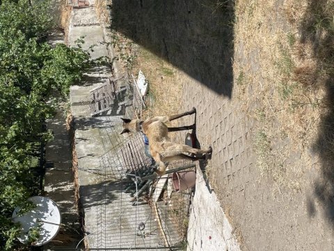 Belçika malinois köpeğimiz