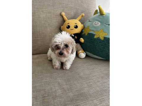 Yavru kore maltese