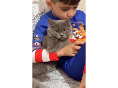 British longhair sakin kedimiz