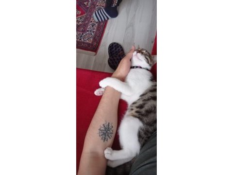 1 yaşında erkek tekir kedimize yuva arıyoruz.