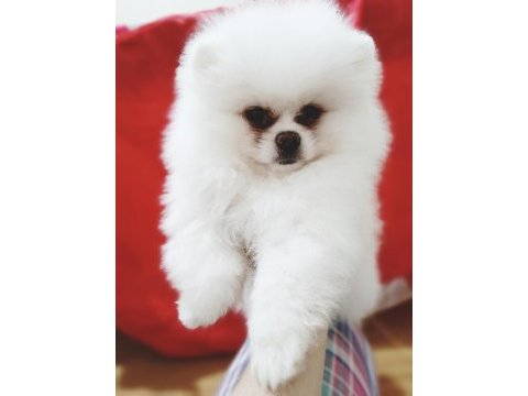 Irk garantili güzel pomeranian bebekler