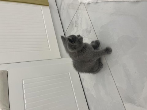 British shorthair yavru
