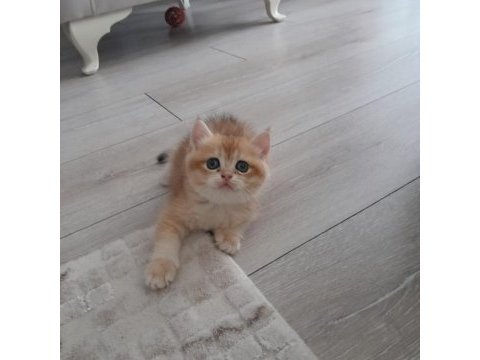 British shorthair ny12 golden erkek yavru