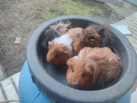 3 dişi 1 erkek guinea pig