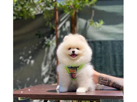 Yakışıklı pomeranian oğluma yuva arıyorum