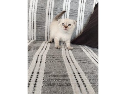 2 adet scottish fold dişi denizli