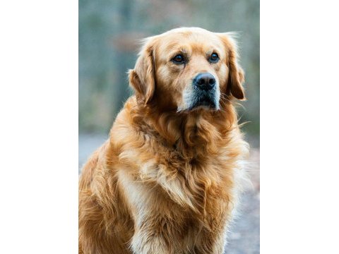 Golden retriever sıcak bir yuva arıyoruz