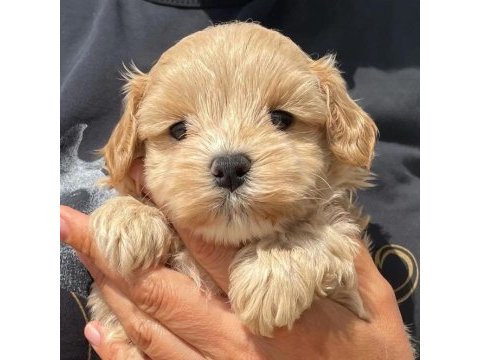 Dünya tatlısı maltipoo yavruları