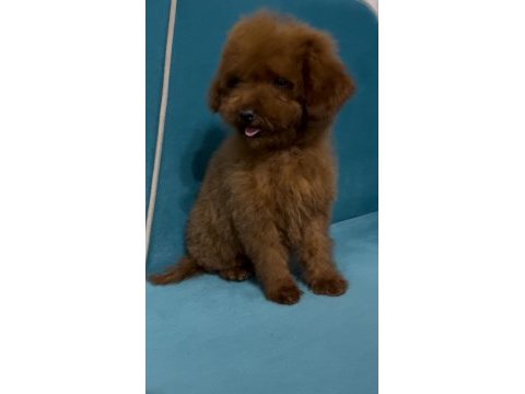 Kore yavru poodle düşünen ulaşabilir