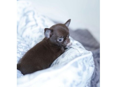 Birbirinden güzel safkan chihuahua yavrularımız