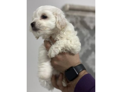 Sahiplendirmeye hazır maltese boncuklarımız