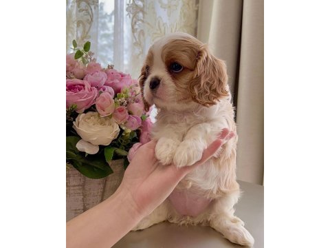 Cavalier king charles safkan