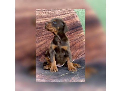 Fcı kıf secereli doberman yavruları